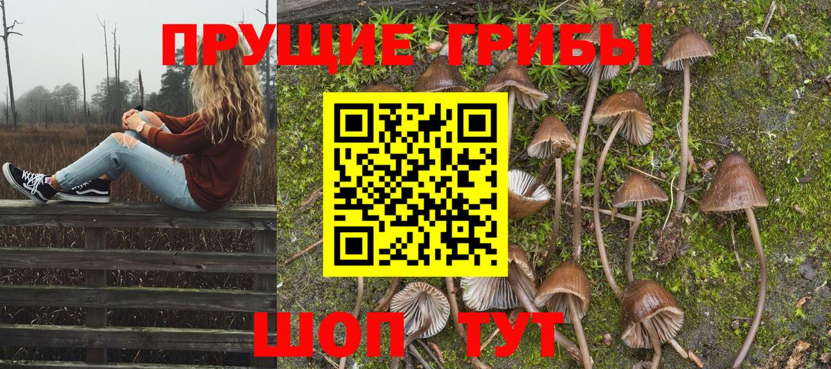 Сердобск  Псилоцибиновые грибы Psilocybe  Вход с VPN 